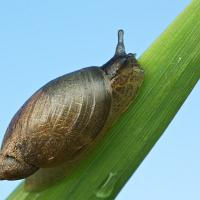 Amber Snail 